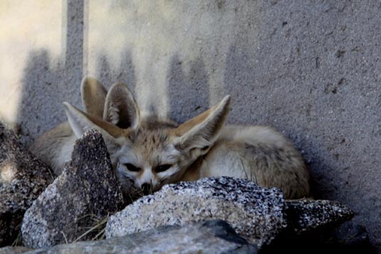 Fox, Living the Desert, Palm Desert, California, USA