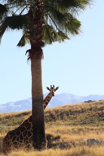 Giraffe, Living the Desert, Palm Desert, California, USA