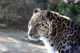 Leopard, Living the Desert, Palm Desert, California, USA