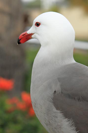 Gull, SeaWorld, San Diego, California, USA