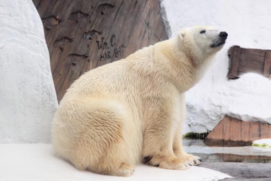 Polar Bear, SeaWorld, San Diego, California, USA