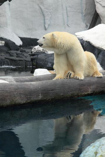 Polar Bear, SeaWorld, San Diego, California, USA