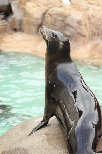 Seal, SeaWorld, San Diego, California, USA
