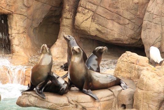 Seals, SeaWorld, San Diego, California, USA