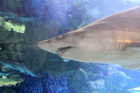 Shark, SeaWorld, San Diego, California, USA