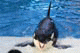 Shamu the Killer Whale, SeaWorld, San Diego, California, USA