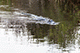 Alligator, Everglades National Park, Miami, Florida, USA