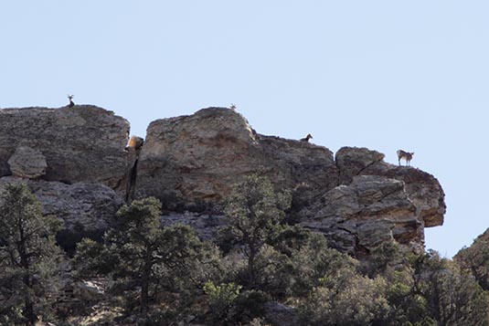 Mountain Goats, Red Rock Canyon, Nevada, USA