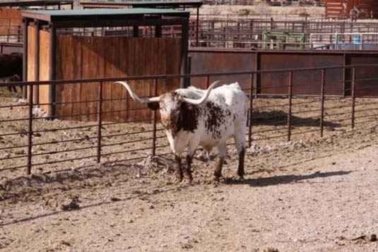 2300 Pound Power, New Mexico Farm &  Ranch Heritage Museum, Las Cruses, New Mexico