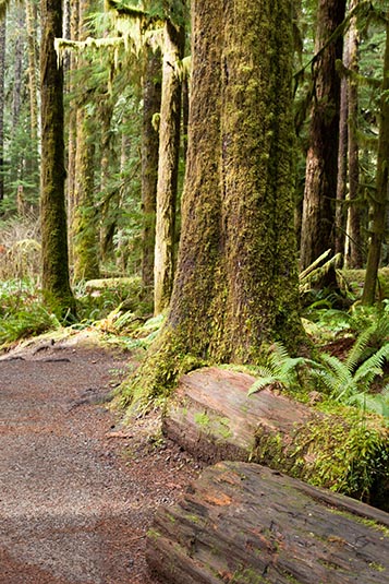 Marymere Trail, Washington, USA