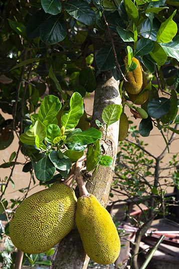 Jackfruit, Along the Canal, Cai Be, Vietnam